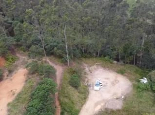 Eucalipto - 22 anos em Apiúna, SC