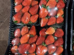 Morangos Frescos de Senador Amaral - Direto da Roça