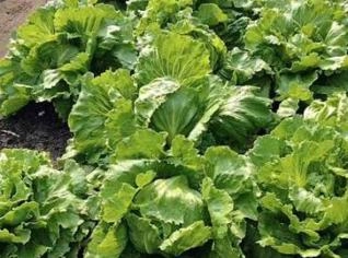 Alface Crespo e Americana da Chapadinha-MA