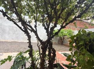 Jabuticaba 3,5m - Doce e Frutífera em Cianorte