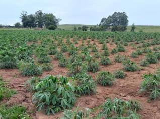 Aipim - Ótima Qualidade em Butiá/RS