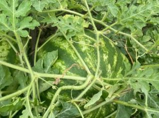 Melancia Manchester Fresca - 8 a 15kg