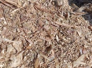 Silagem de Milho de Alta Qualidade - 100% Grãos