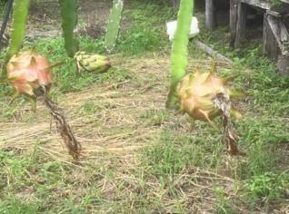 Pitaya Fresca do Pará