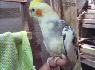 Calopsitas Mansinhas à Venda