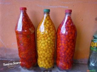 Pimenta Biquinho Vermelha - Varzelândia/MG
