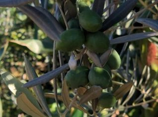 Oliveiras em Produção - MG