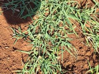 Mudas de Grama Tifton 85 - Seberi/RS