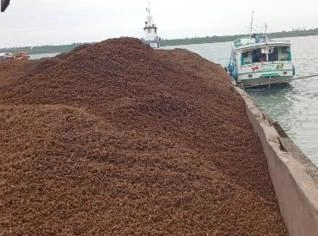 Caroço de Açaí Biomassa para Combustão