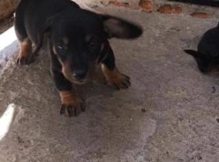 Filhotes Dachshund / Teckel com Pedigree