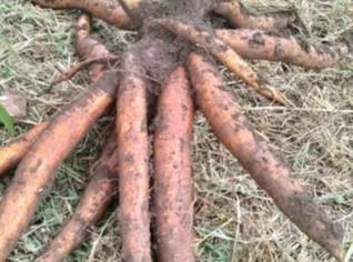 Mandioca IAC - Refinada para Farinha e Polvilho