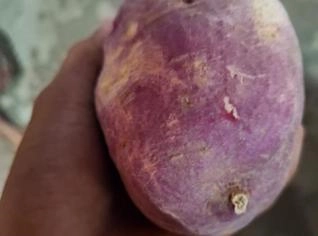 Batata Doce Fresca em Rolim de Moura