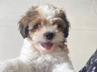 Filhote de Shih Tzu Macho em Taguatinga