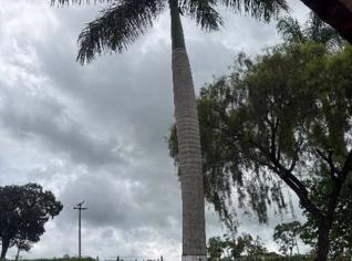 Palmeira Imperial Adultas em Califórnia - R$3000