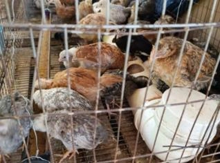 Pintinhos GLC - Ótimas Poedeiras em Paranoá/DF