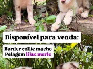 Filhotes Border Collie à Venda em Piracicaba