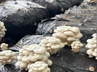 Shimeji Branco Fresco em Contagem - Alta Qualidade