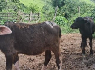 Casal Búfalo Albino 9 Meses - RJ