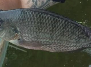 Tilápias Vivas de Alta Performance