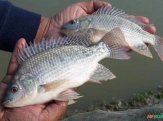 Tilápia Premium - Sabor Puro Sem Gosto de Barro