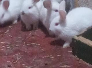 Filhotes de Coelho à Venda em São Paulo