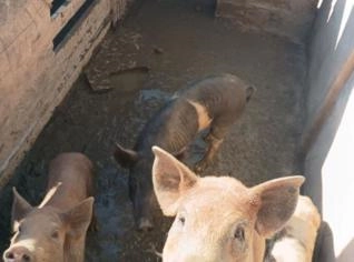 Porco Caipira em Inimutaba - Ótimo Preço