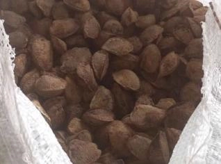 Castanha do Brasil Fresca - Ji-Paraná