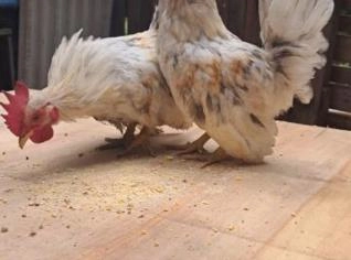 ?? NAGAZAKIS DE ELITE - CUIABÁ