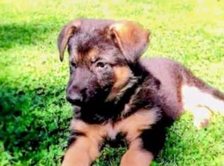 Filhote Pastor Alemão Capa Preta