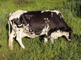 Vacas Leiteiras à Venda em Ipameri - 10 Unidades