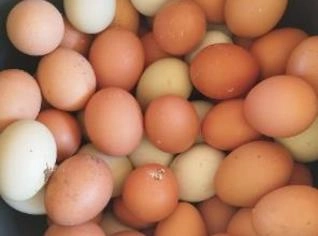 Galinhas Poedeiras - 150 Aves Disponíveis