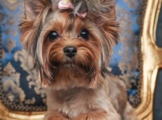 Filhote de Yorkshire - Vacinado e Vermifugado