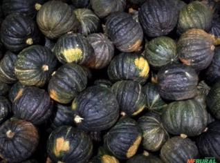 Vendo Moranga Cabotia Fresca em Jaquirana - RS