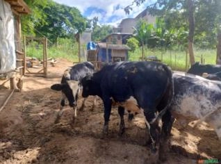 Boi Holandês à Venda em Jaboticatubas-MG