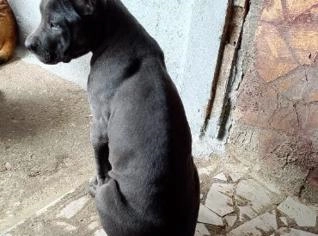 Filhote de Cane Corso à venda - 4 meses