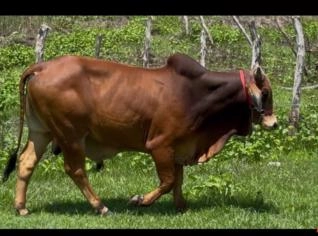 Touro Sindi PO em Barreira