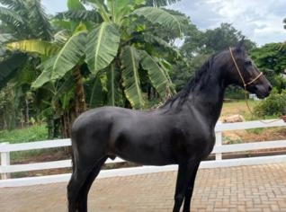 Cavalo Mangalarga - Castrado e Marchador em Mateus Leme