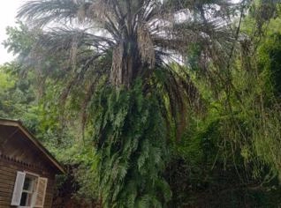 Butiazeiro Adulto – Frutificando em Porto Alegre