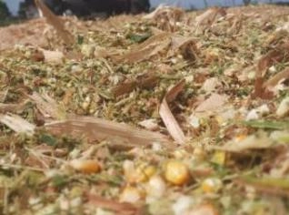 Silagem de milho em São Lourenço do Sul