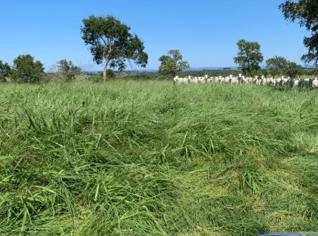 Fazenda à Venda - MS: 1.527 hectares, Pecuária de Corte