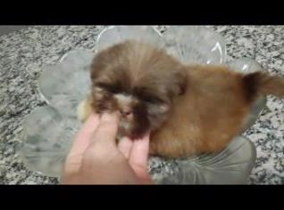 Filhote Shih-Tzu Mini - Belo Horizonte