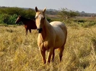 Égua Quarto de Milha Palomino em Morada Nova de Minas