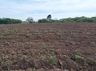 Fazenda produtiva à venda em Riachinho, MG