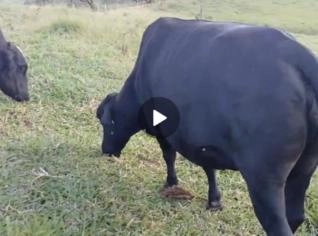 Girolando à venda - 9 vacas em Brasópolis, MG