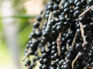 Polpa de Açaí Orgânica 12% - Igarapé-Miri/PA