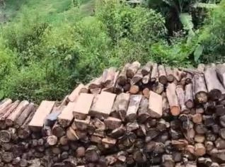 LENHA DE EUCALIPTO EM SILVEIRAS