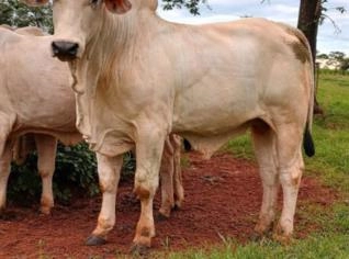 Venda de Touros Nelore PO em Cardoso - SP