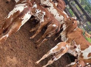 Nelore Pintado Vermelho - Lote Completo à Venda