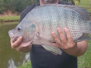 Tilápia viva - 30 toneladas disponíveis em Taió, SC