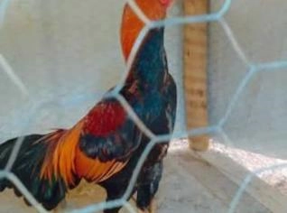 Galos Indianos à Venda em Francisco Morato